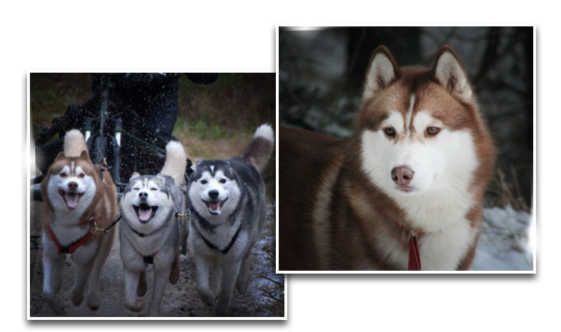 Dreamwolves - Sakhalin Husky (900x500), Png Download