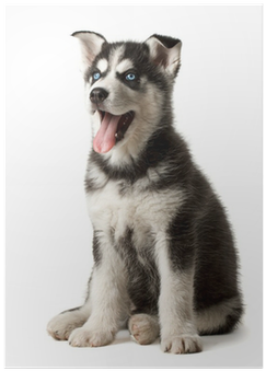Adorable Black And White With Blue Eyes Husky Puppy - Feezen Cat Tunnel Crinkle 3 Way Collapsible Pet Toy (400x400), Png Download
