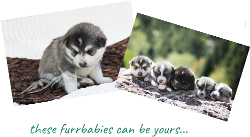All Of Which Means That You're Going To Receive A Beautiful, - Alaskan Malamute (507x310), Png Download