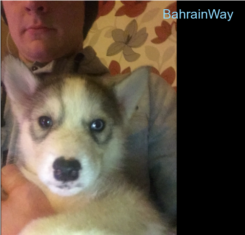 Stunning Husky Puppies Stunning Husky Puppies Stunning - Labrador Husky (640x480), Png Download