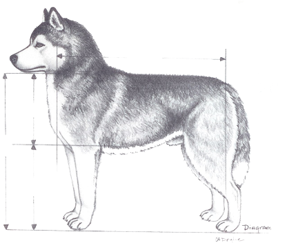The Ideal Height For Adult Male Siberian Huskies Is - Siberian Huskies Queen Duvet (453x352), Png Download