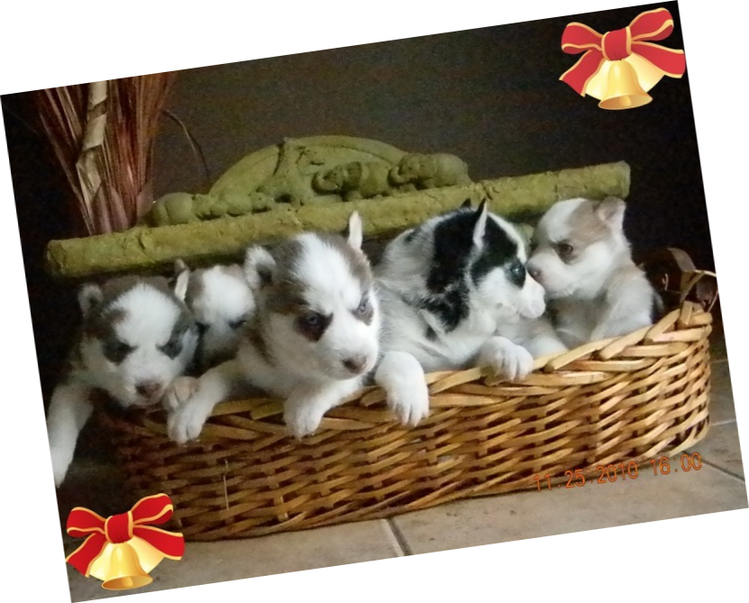 Female Puppies - Shetland Sheepdog (831x669), Png Download