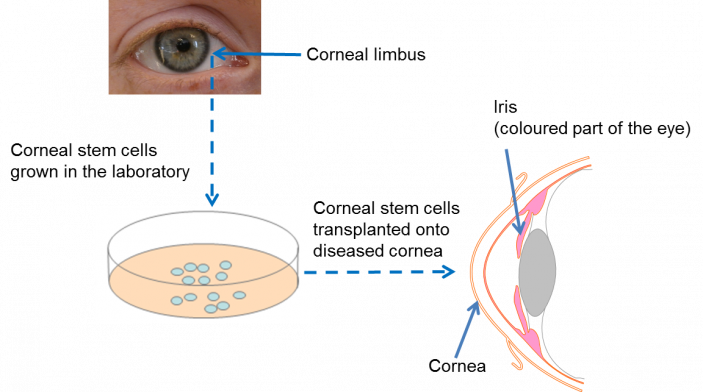 Stem Cell In Eye (703x392), Png Download