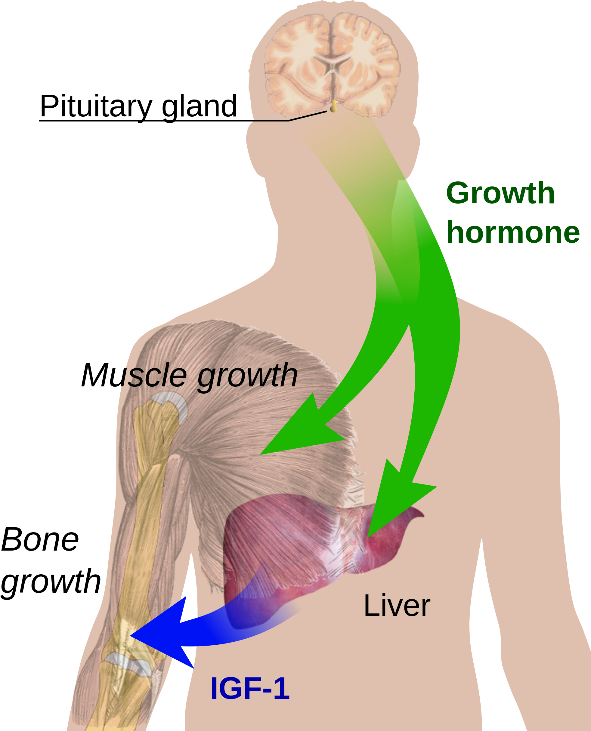 Open - Growth Hormone (2000x2450), Png Download