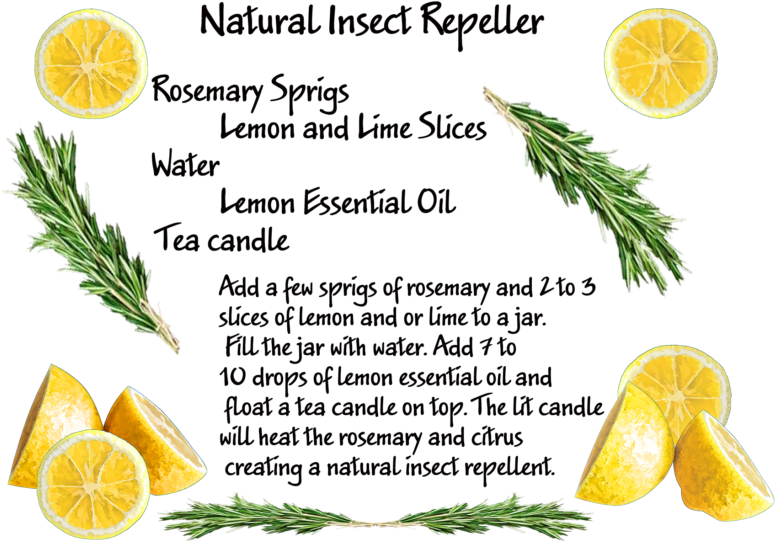 Have A Project For Me - Bioaroma Olive Oil Soap With Rosemary And Bay Leaves. (800x571), Png Download