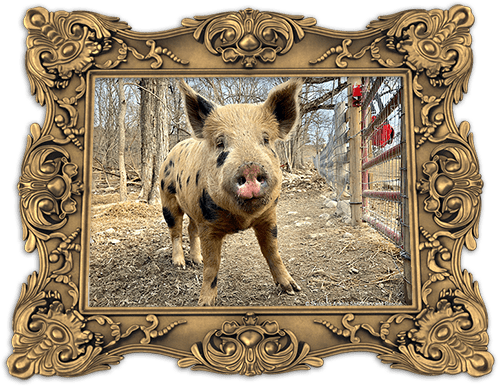 A Young Man And His Friends Went To An Organic Family - Warthog (499x386), Png Download