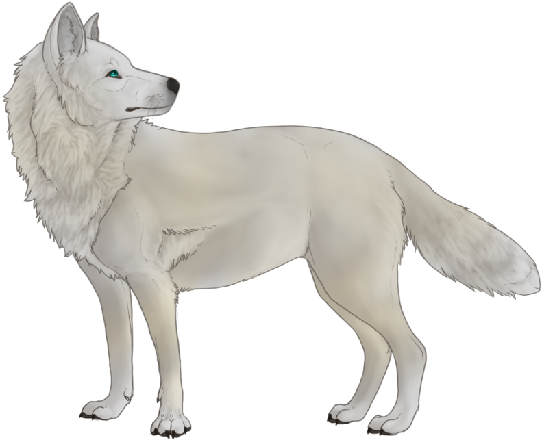 White Wolf Thing - White Wolf No Background (900x682), Png Download