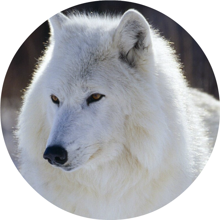 White-wolf - Snow White Wolf With Blue Eyes (1024x768), Png Download