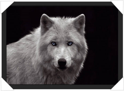 #906 - Black And White Wolf Photography Detailed (500x500), Png Download