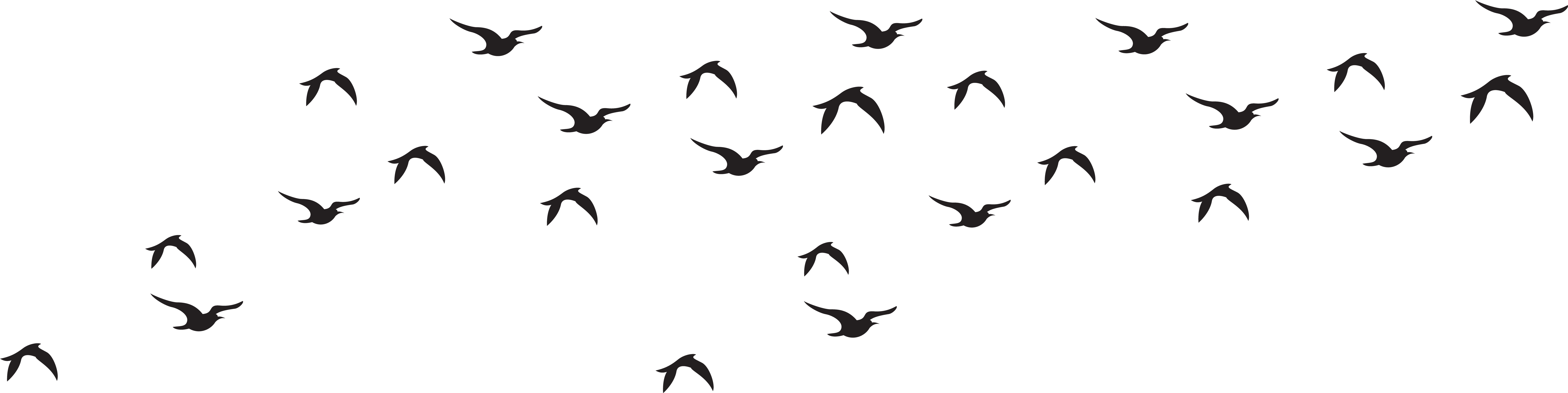 View Full Size - Black And White Flock Of Bird (8000x2087), Png Download