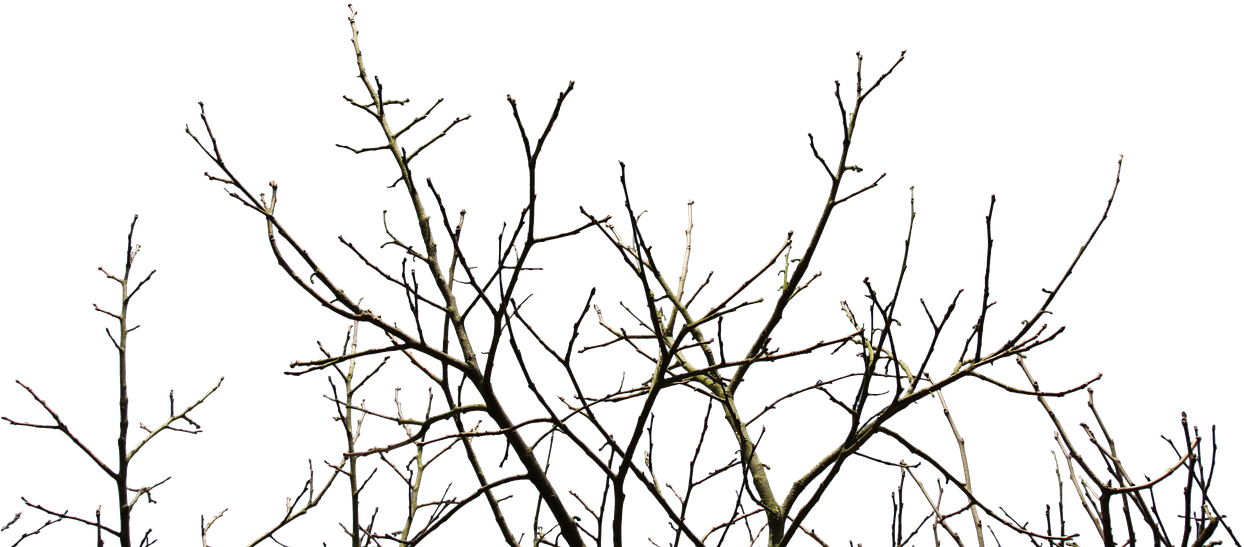 Recuperan Suelos En La Toglla Usando Ramas De Los Árboles - Ветки Деревьев Пнг (1030x467), Png Download