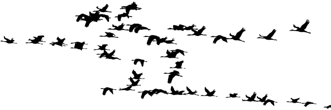Flock Of Birds Silhouette Png - Birds Migration (680x340), Png Download