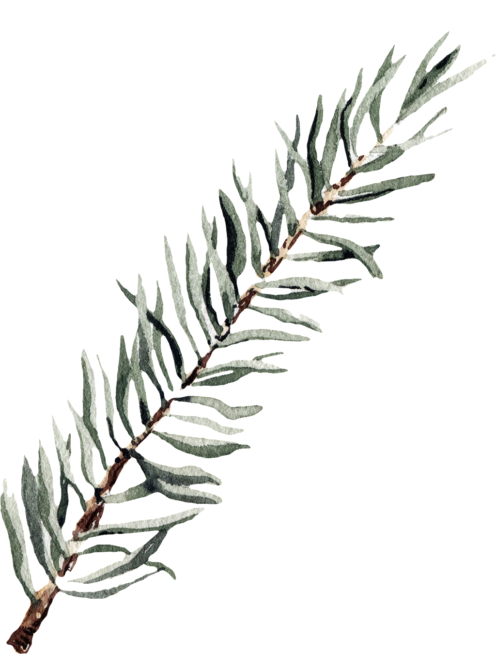 Este Gráficos Es Png Transparente De Ramas Y Hojas - Leaf (1024x1350), Png Download
