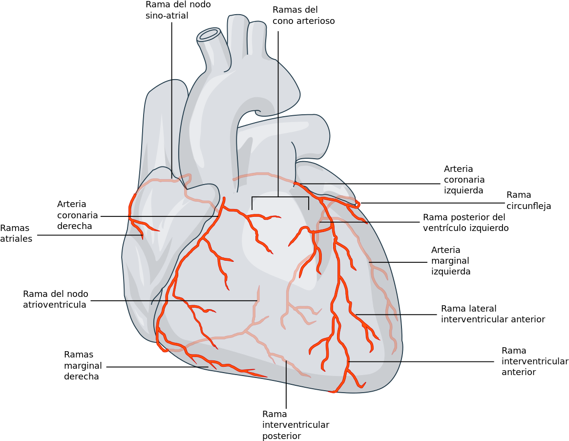 Rama Marginal Derecha De La Arteria Coronaria Derecha - Coronary Artery Arteriae Coronariae (1200x936), Png Download