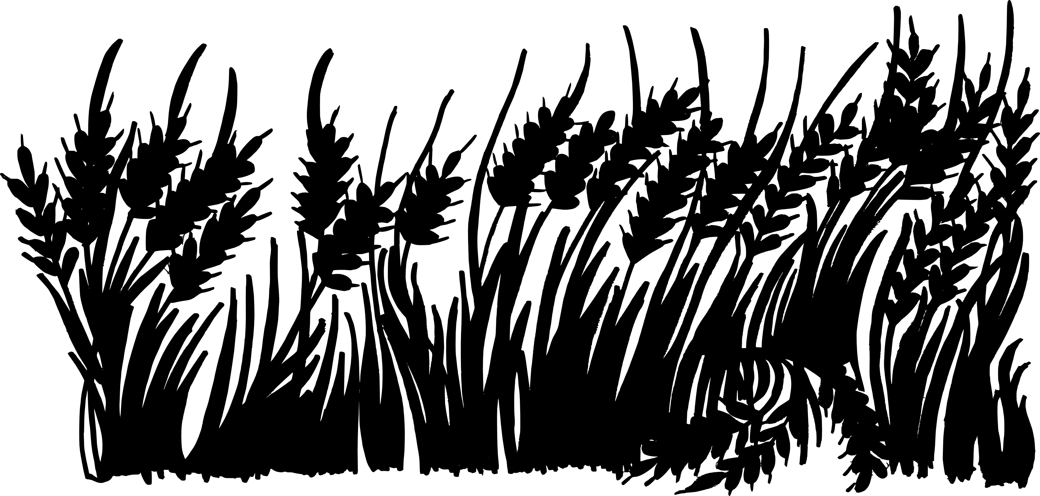 Free Download - Photography (3393x1620), Png Download