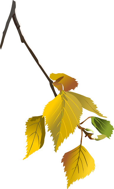 Birch, Tree, Branch, Leafes, Autumn, Leaf, Nature - Birch In Autumn Clipart (386x640), Png Download