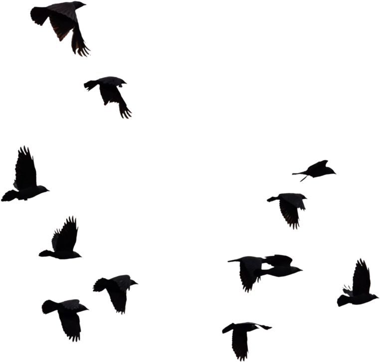 Flock Of Birds Silhouette Png - Flock (904x884), Png Download