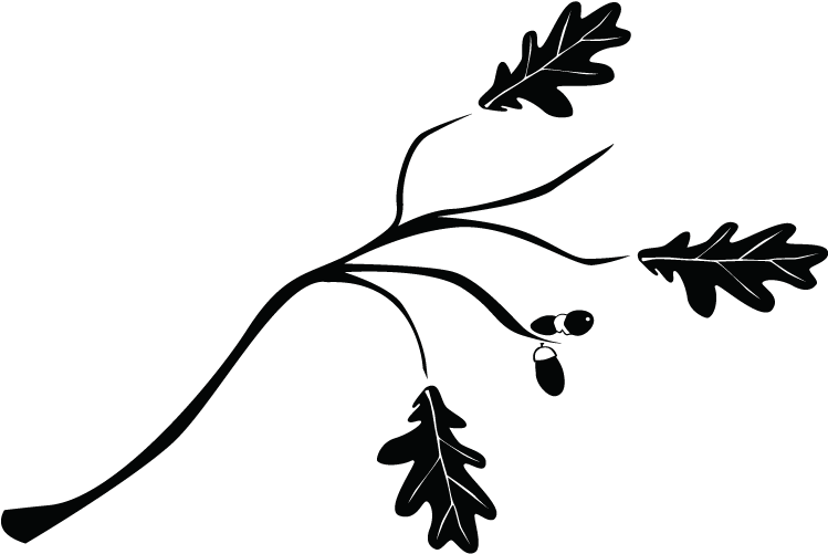 Ramas De Arbol Dibujo Png (800x800), Png Download