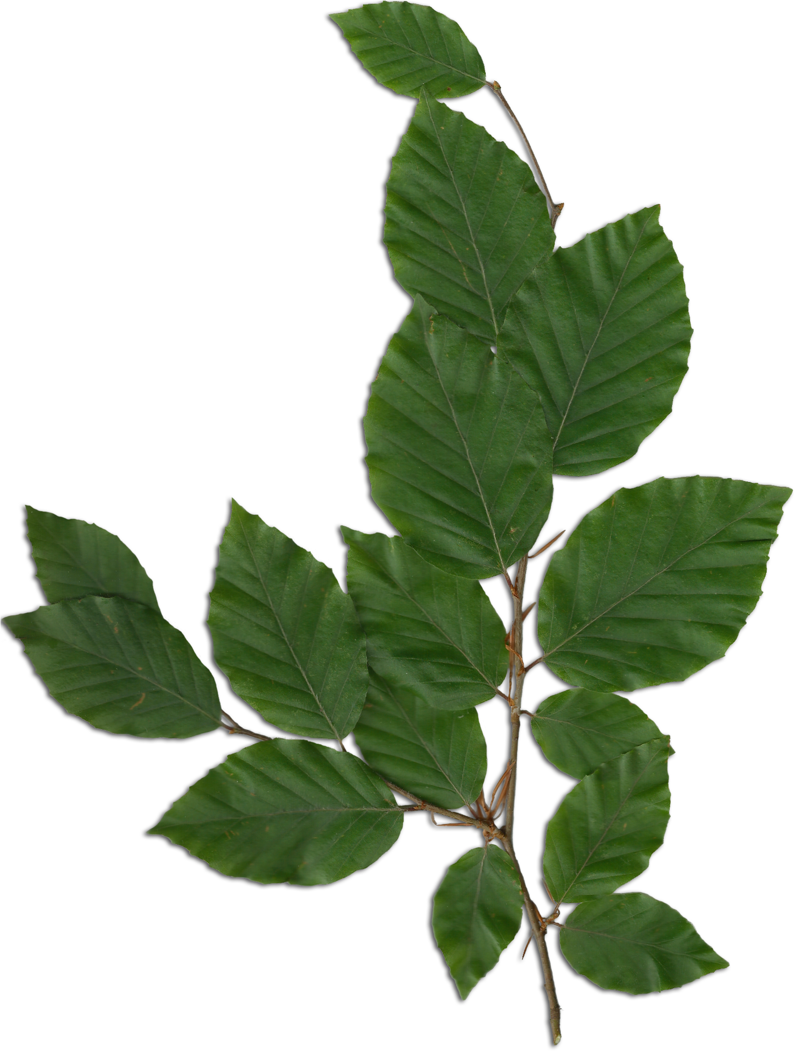 Fagus Foliage - Foliage Png (1632x2155), Png Download