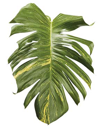 Tropical Foliage Png Clip Art Transparent Stock - Leaf (570x444), Png Download