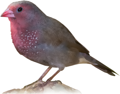 Brown Firefinch - American Rosefinches (400x400), Png Download