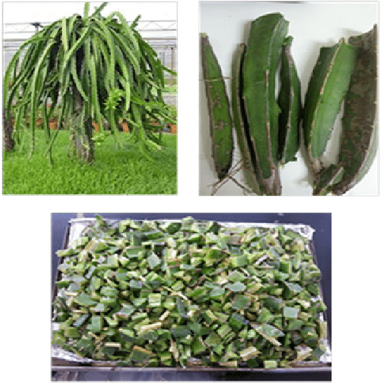 Preparation Steps Of Dragon Fruit Foliage - Sale!!! 500 Rare Cactus Seeds Mixed Succulent Tree (574x566), Png Download