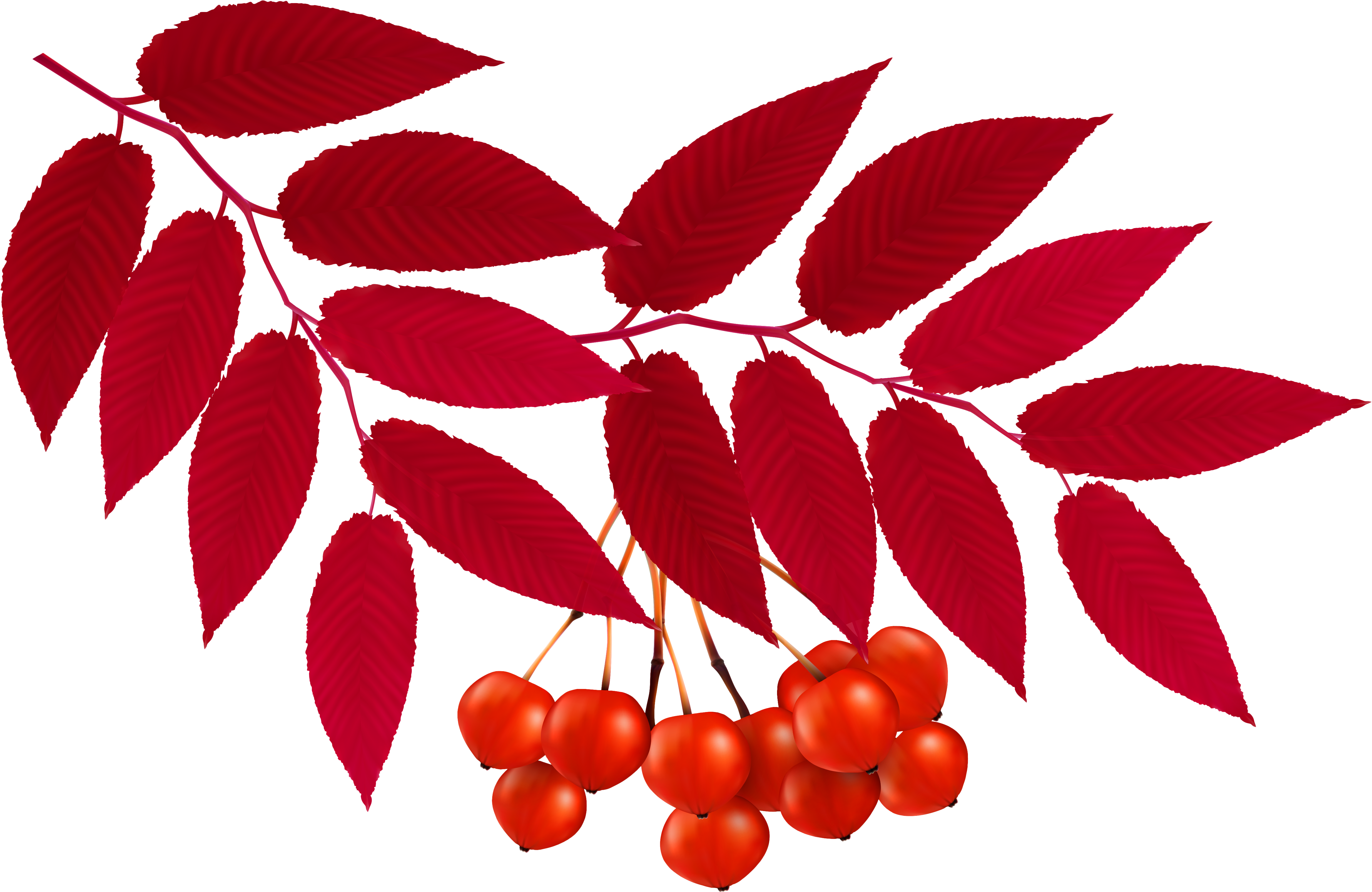 Foliage Clipart Red Leaf - Rowan Draw (5122x3392), Png Download