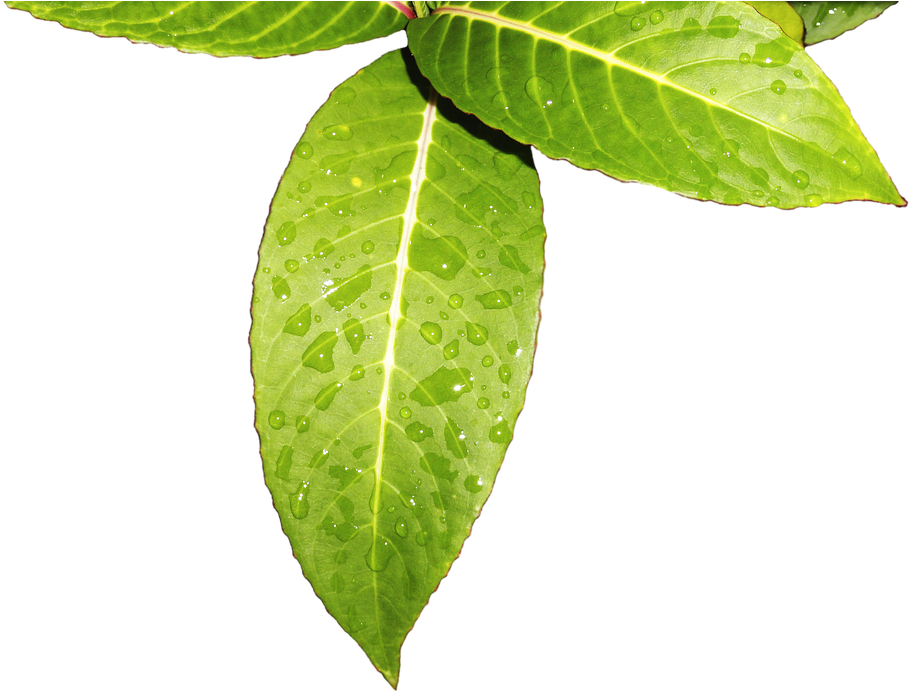 Leaves Vegetation (453x340), Png Download