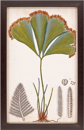 Foliage Botanique I - Paragon Decor Inc. 1204 Foliage Botanique (550x550), Png Download