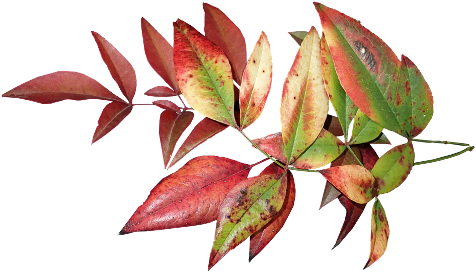 Leaves, Autumn, Fall, Colorful, Foliage, Nature - Autumn (960x557), Png Download