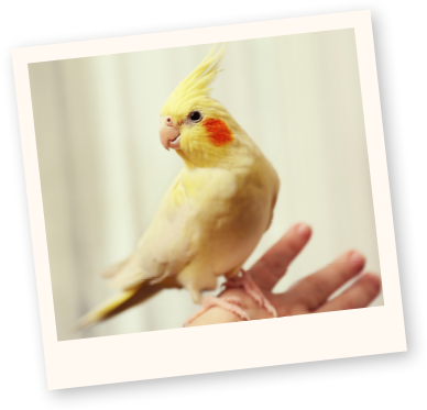 Learn More About Birds - Cockatiels Birds (388x373), Png Download
