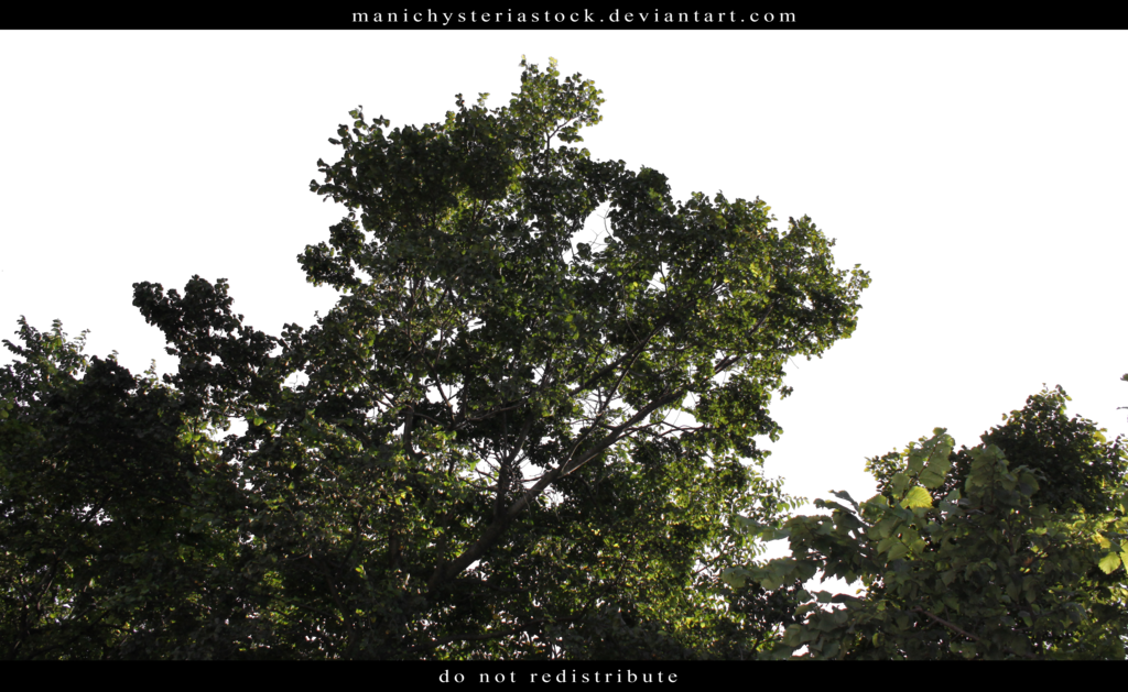 Green Foliage Cut Out 2 By Manichysteriastock - Green Foliage Cut Out (1024x629), Png Download
