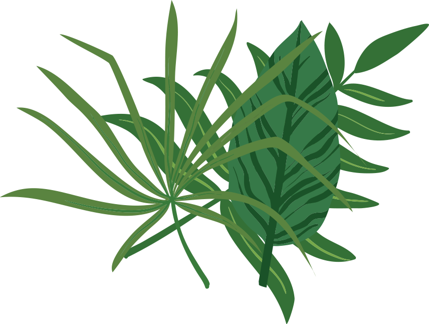 Croton Eluteria (856x646), Png Download