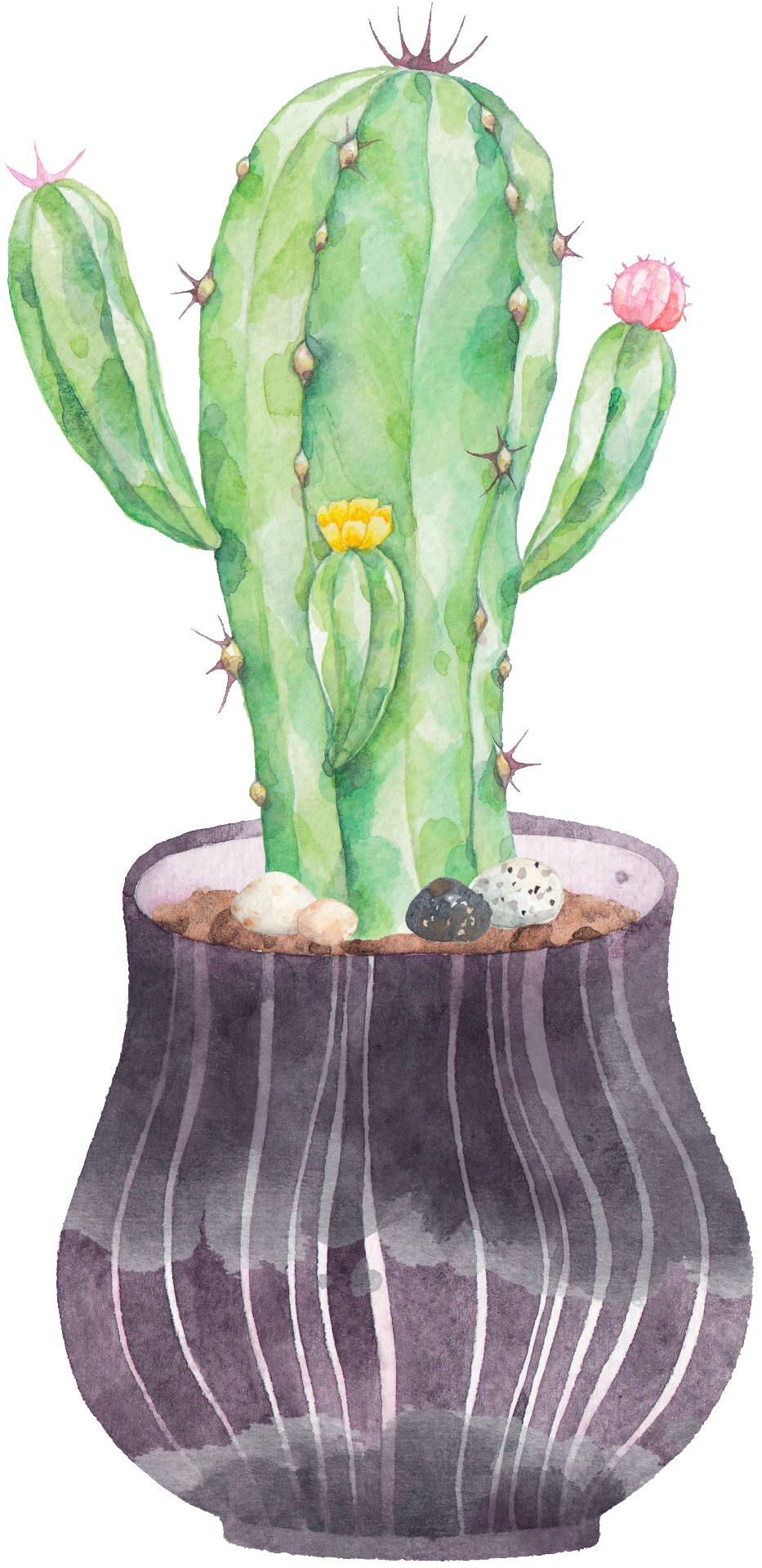 Cactus Png (1024x1986), Png Download