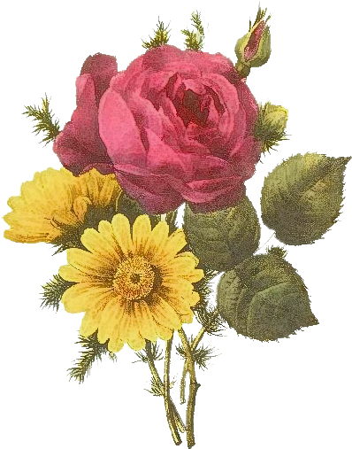 Pack 29 Here I Am Elegant Png Flowers Tumblr - Posterazzi Pink And Yellow I Poster Print (434x605), Png Download