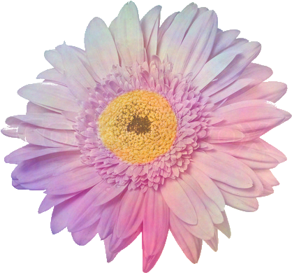 Buscar Con Google - Overlays Transparent Tumblr Flowers (480x468), Png Download