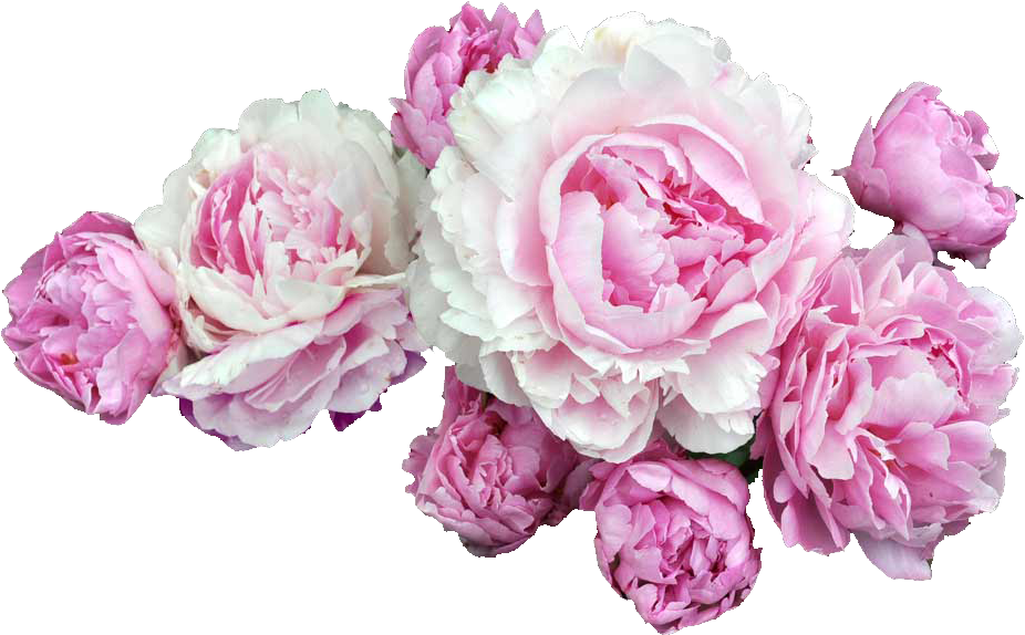Peonies Png (500x310), Png Download
