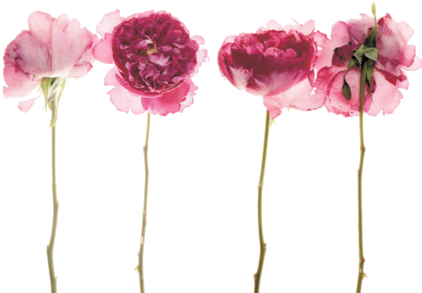 Imágenes Tumblr Vintage Png (500x354), Png Download