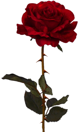 White Rose Png, White Roses, Halloween Home Decor, - Rosa Png (350x467), Png Download
