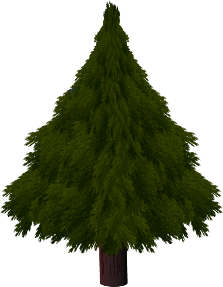 Drawn Pine Tree Xmas Tree - Christmas Tree (774x1032), Png Download