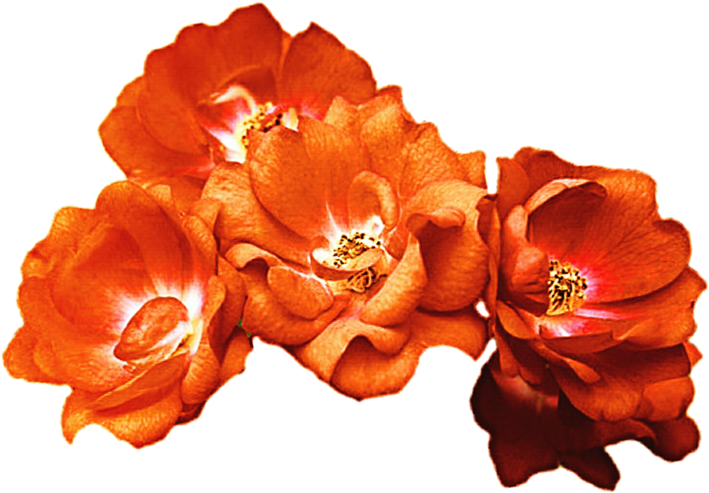 Orange Rose Crown By Jeanicebartzen27 On Deviantart - Orange Flower Crown Png (1024x724), Png Download
