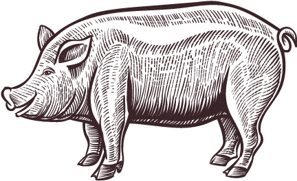 Pig Roast - Ilustração De Porco (500x500), Png Download