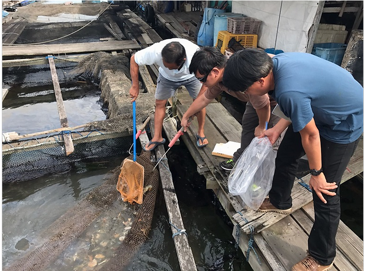 All Fish Farms Affected By Johor Oil Spill Can Fully - Lumber (991x557), Png Download