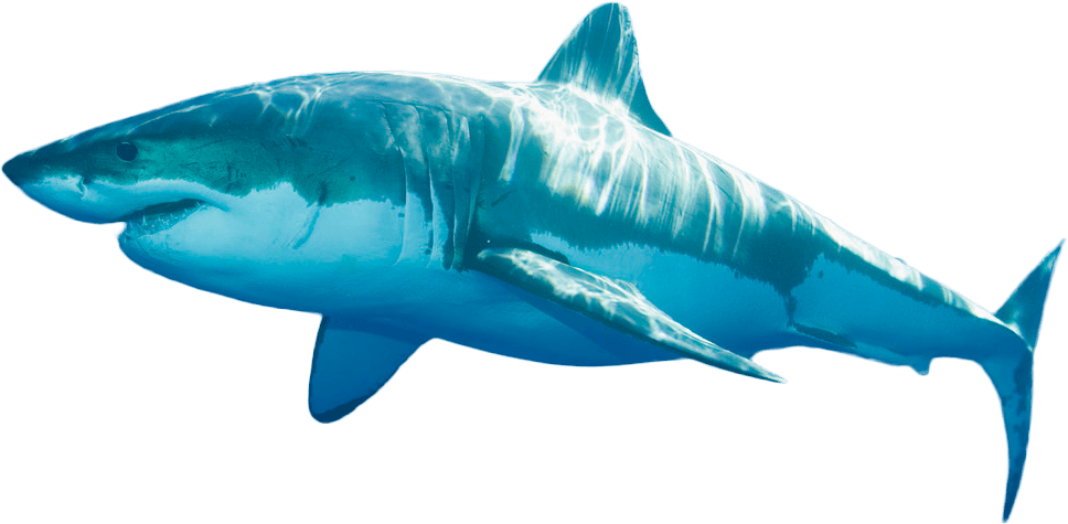 Ocean Png - 9 Foot Long Shark (968x475), Png Download