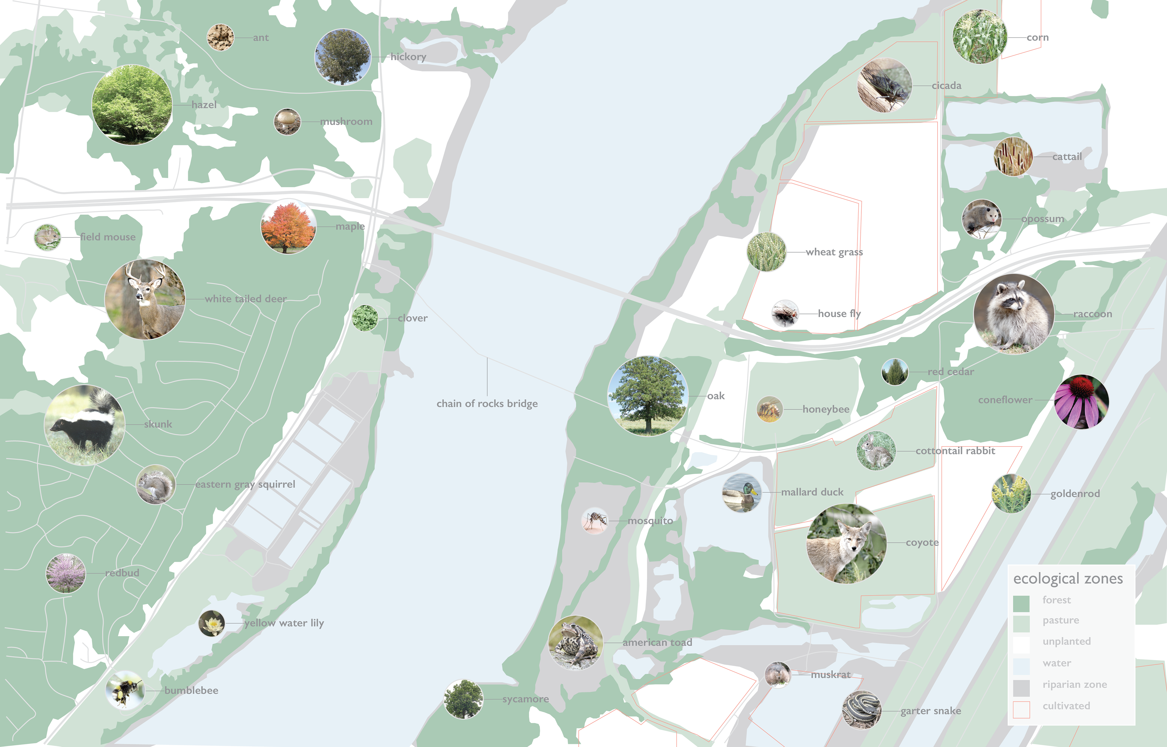 Flora Fauna - Illustration (3840x2459), Png Download