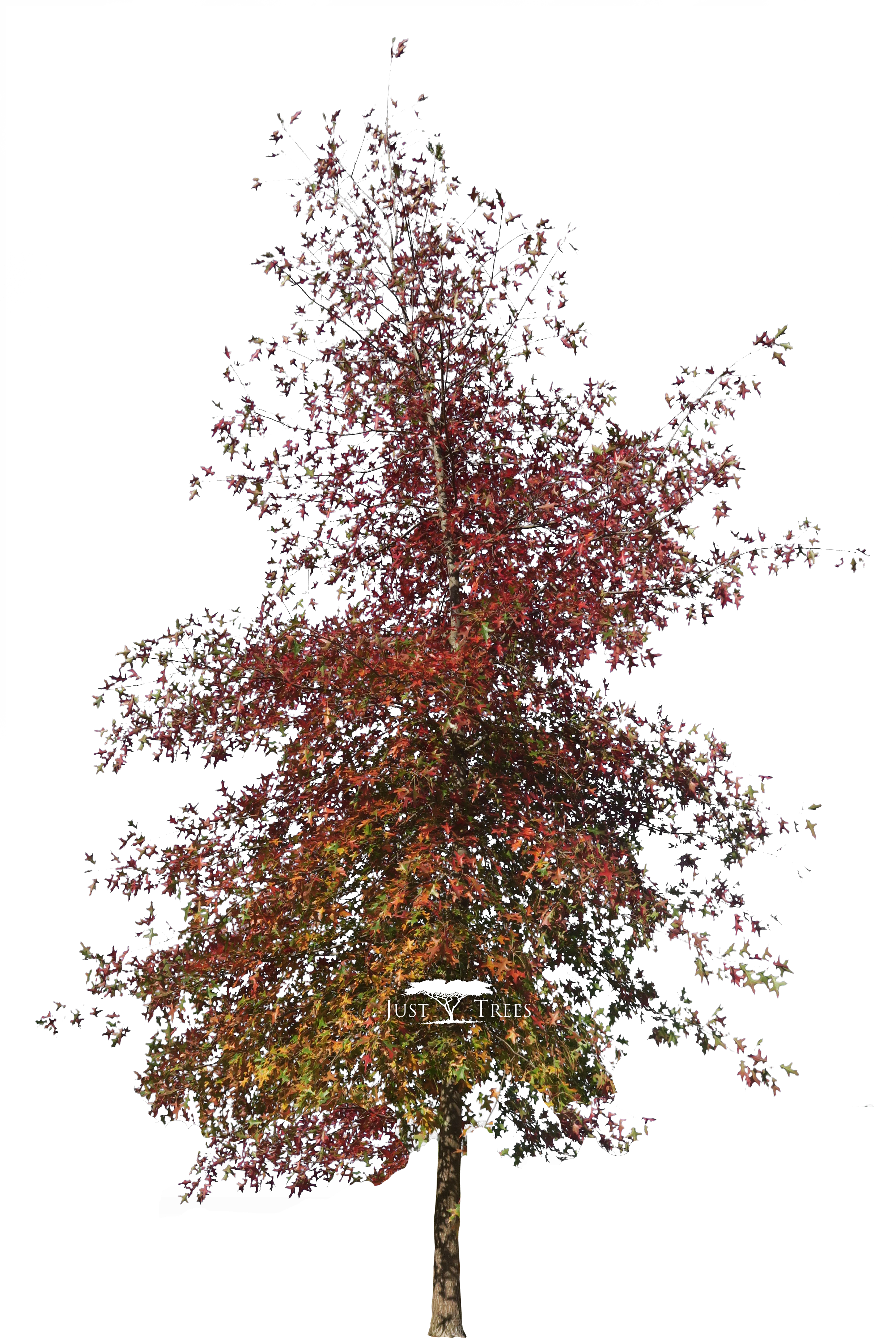 Quercus Palustris - Maple (2476x3918), Png Download