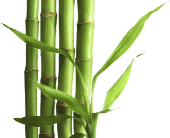 Bamboo Png Transparent Images - Bamboo Png (640x480), Png Download