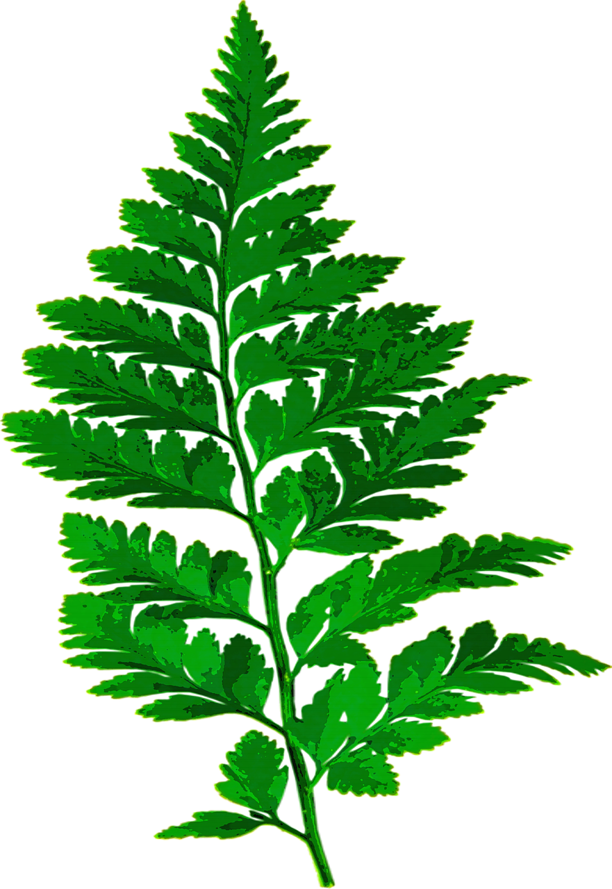 Forest, Fern Leaf Nature Green Leaves Plant Forest - Fern Silhouette Png (881x1280), Png Download
