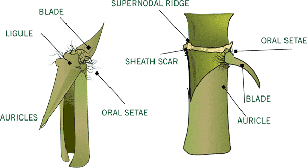 Many Species Of Bamboo Can Be Identified By Color, - Culm Sheath Of Bamboo (600x329), Png Download