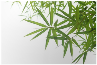 Bamboo (400x400), Png Download